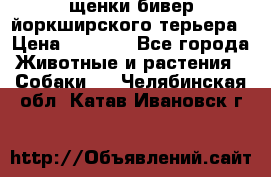 щенки бивер йоркширского терьера › Цена ­ 8 000 - Все города Животные и растения » Собаки   . Челябинская обл.,Катав-Ивановск г.